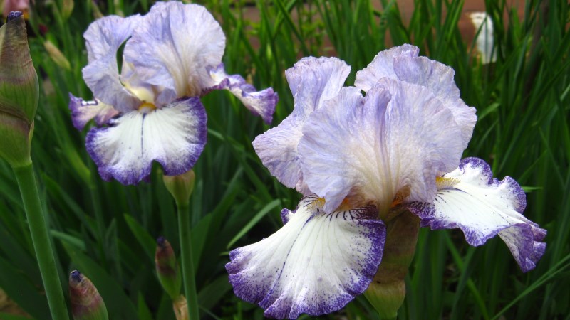 Iris germanica , брадат ирис, перуника (1410)
